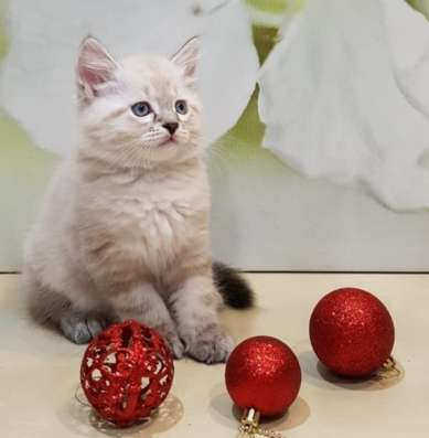 СИБИРСКИЙ КОТЁНОК С РОДОСЛОВНОЙ в Москве фото 5