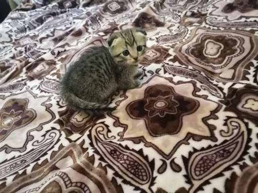 Шотландские котята