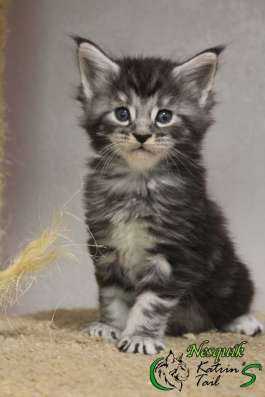 Maine Coon Male Nesquik фото 4