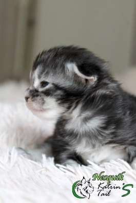Maine Coon Male Nesquik