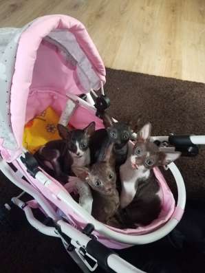 Котята корниш рекс фото 4