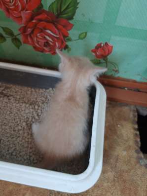 Котята бесплатно
