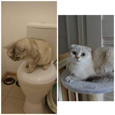 Продам шотландских котят