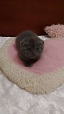 Котята скотиш фолд фото 3
