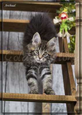Котята породы мейн кун в Якутске фото 9