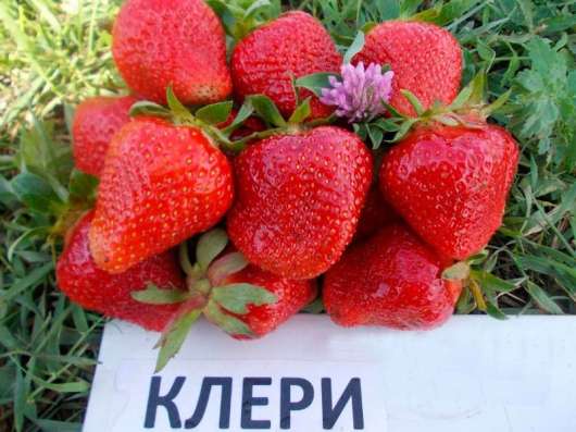 Рассада клубники в Дмитрове