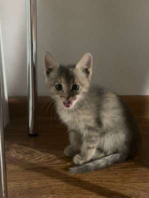 Котенок в добрые руки в Воронеже фото 4