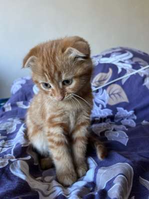 Отдам котенка в добрые руки в Шахтах фото 3