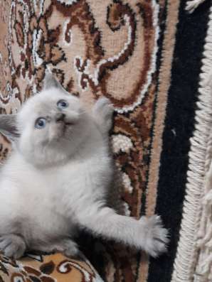 Британская кошечка