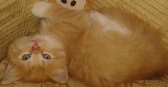 Отдадим котят в добрые руки