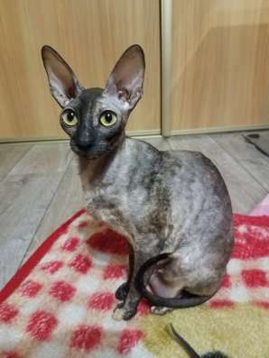 Котята корниш рекс