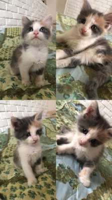 Котята в добрые руки в Краснодаре