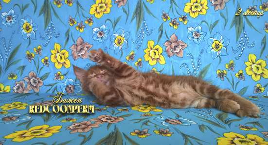 Котёнок менй кун красный солид. Шоу класс в Перми фото 11