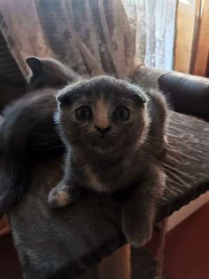 Милахи шотландцы