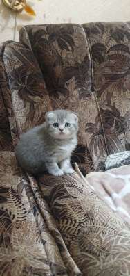 Шотландские котята фото 5