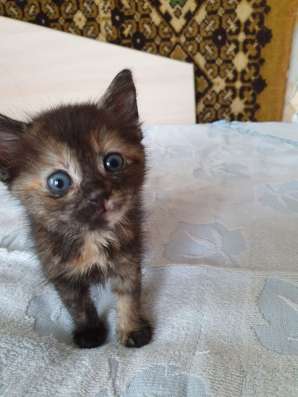 Котята в дар минск