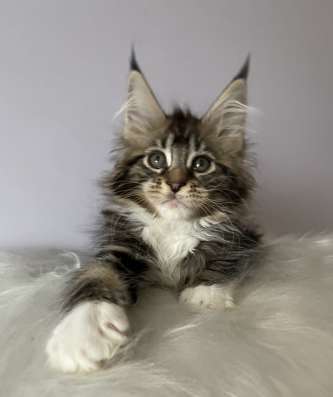 Котята мейн кун из питомника в Владимире фото 3