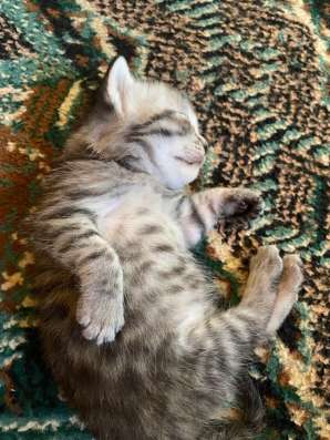 Котята (мальчики) в Набережных Челнах