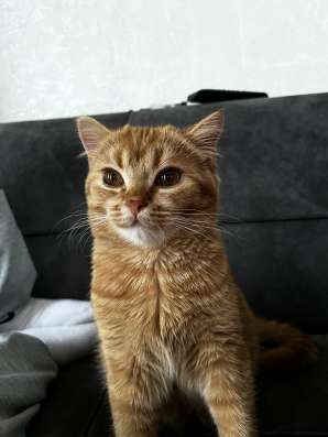 Продаем британского котенка