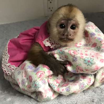 Мальчик и девочка, монахи капуцины фото 3