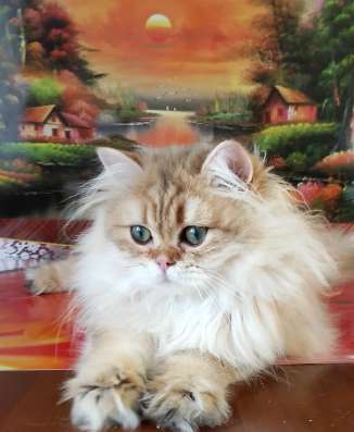 Шотландский котик