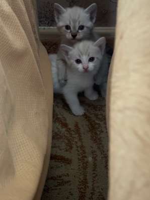 Котята в Челябинске