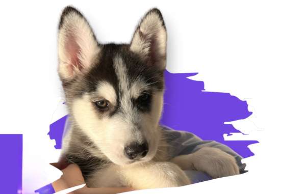 Щенки Помски Pomsky puppies в Москве фото 5