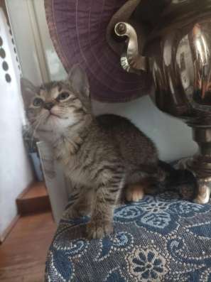 Котенок девочка ищет новый дом в Москве