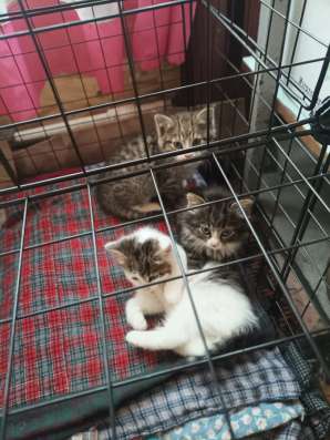 Котята в добрые руки в Кашире фото 3