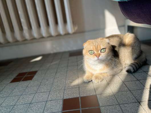 Vende femelle scottish fold