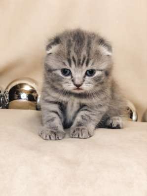 Шотландские котята в Брянске фото 6