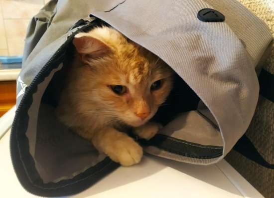 Отдам в добрые руки рыжего кота