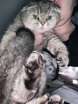 Кошка золотая шиншилла