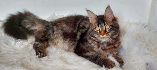 Maine Coon kittens фото 3