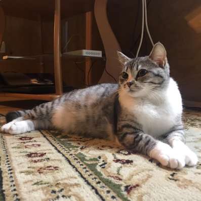 Британские котята в Красноярске фото 4