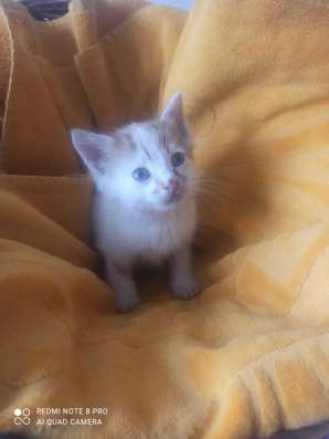 Котенок Рыжик в Краснодаре фото 8