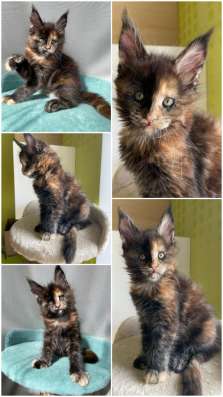 Котята мейн-кун продажа в Туле фото 12
