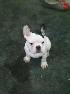 Frnzüsesche Bulldogge Welpe фото 4