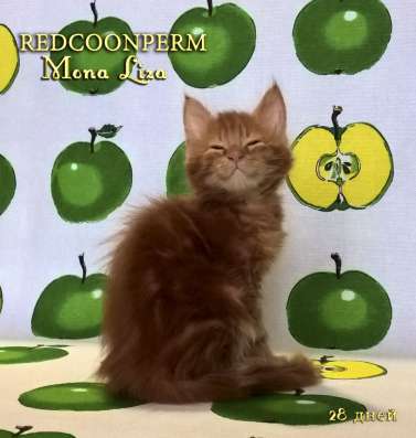 Котенок мейн кун красный солид. Шоу класс в Перми фото 7