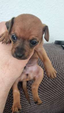 Zwergpinscher мини (до 2.5 кг) фото 24
