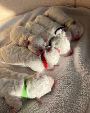 Bichon frise puppies фото 5