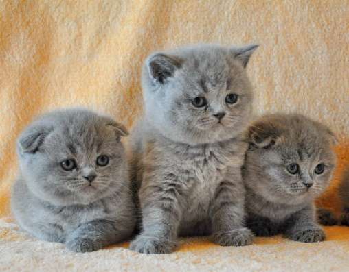 Шотландские котята