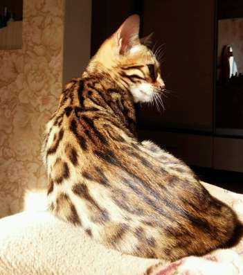 Бенгальские котята фото 3