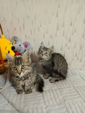 Котята мальчики в добрые руки❤️??