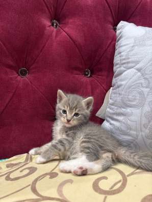 Котята британские
