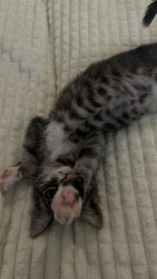 Кот