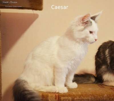Котята породы Мейн-кун. в Армавире фото 4