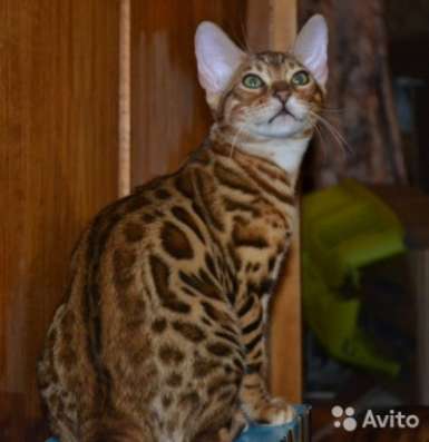Бенгальские котята в Тюмени