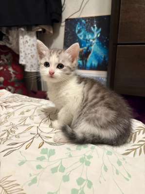 Котята в добрые руки в Кашире фото 6