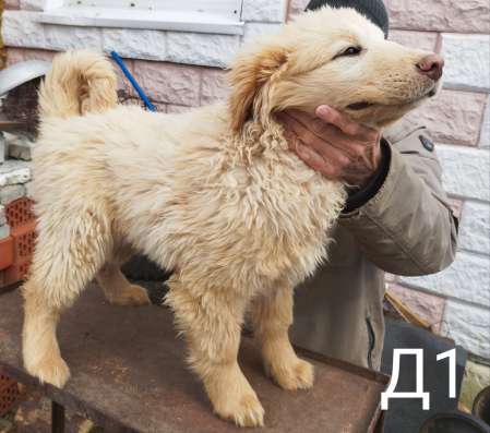 Белый Монгольский банхар. Монгольская овчарка в Томске фото 3
